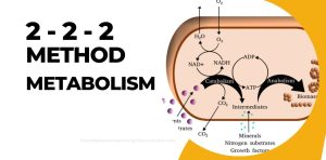 2 2 2 Method Metabolism Book 2 2 2 Method Metabolism Reddit 2-2-2 Method Boosting Metabolism 2-2-2 Method To Boost Your Metabolism